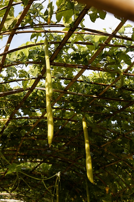 Suan Luang-JUN14-051